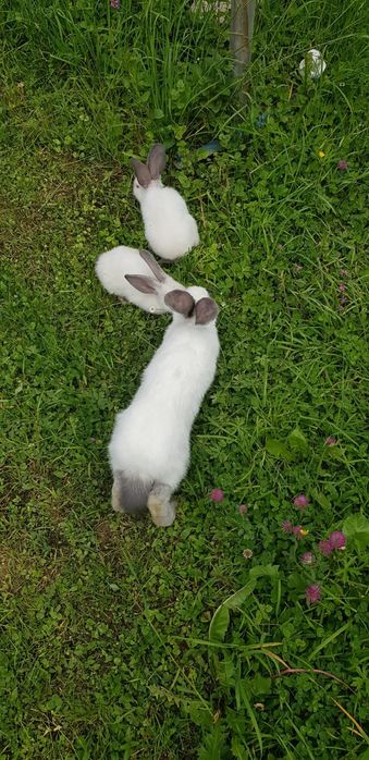 Iepuri uriașii de Transilvania