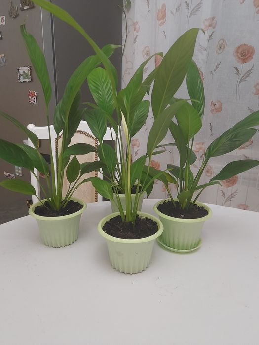 Продаётся  комнатные цветы