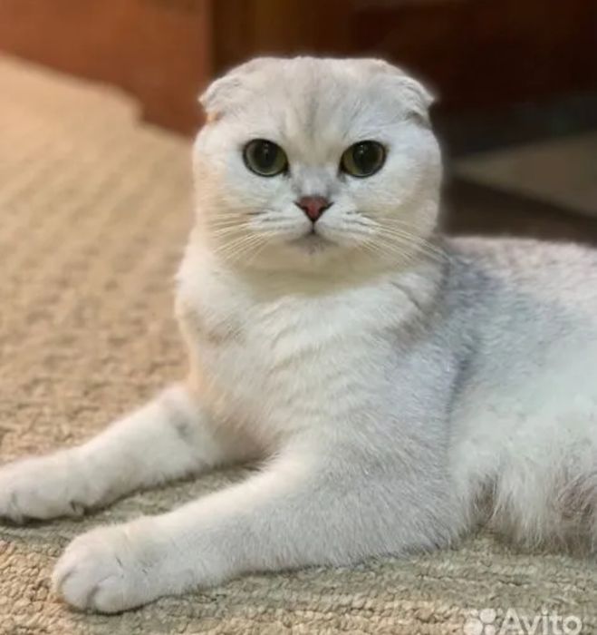 Серебристые шиншиллы