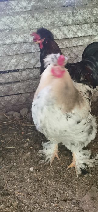 Cocoși buni de reproducere