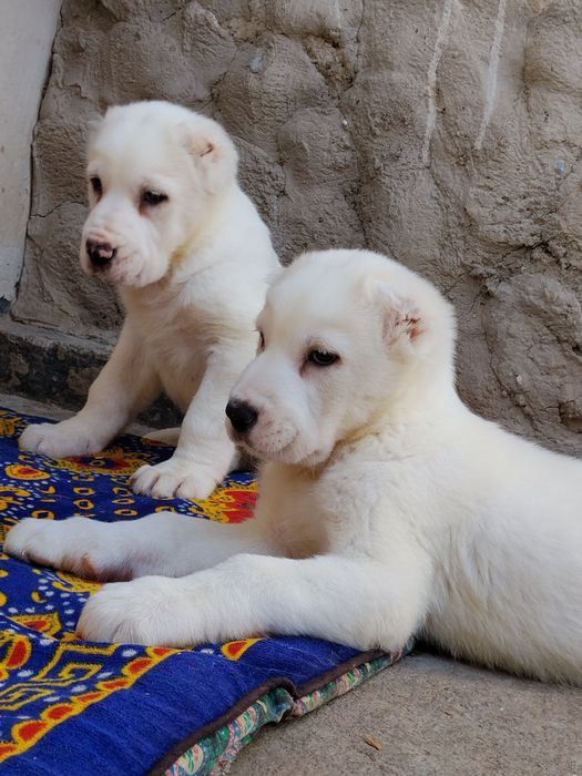 Щенки АЛАБАЙ девочки продается