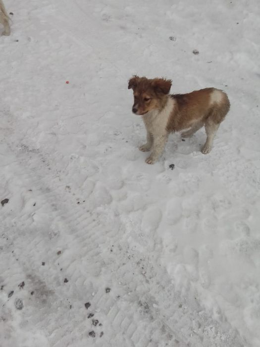 Отдам щенят в хорошие руки