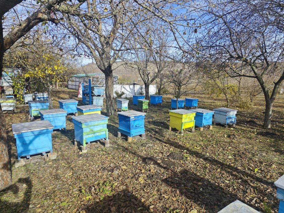 Стари пчелни кошери