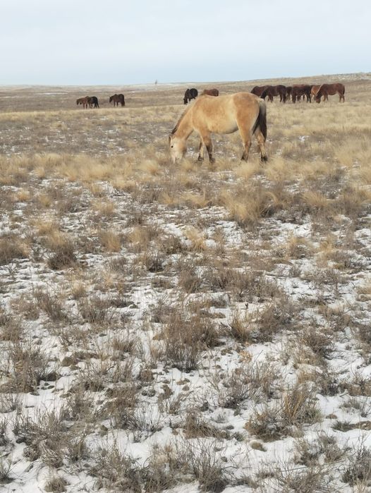 Бие сатылады буаз