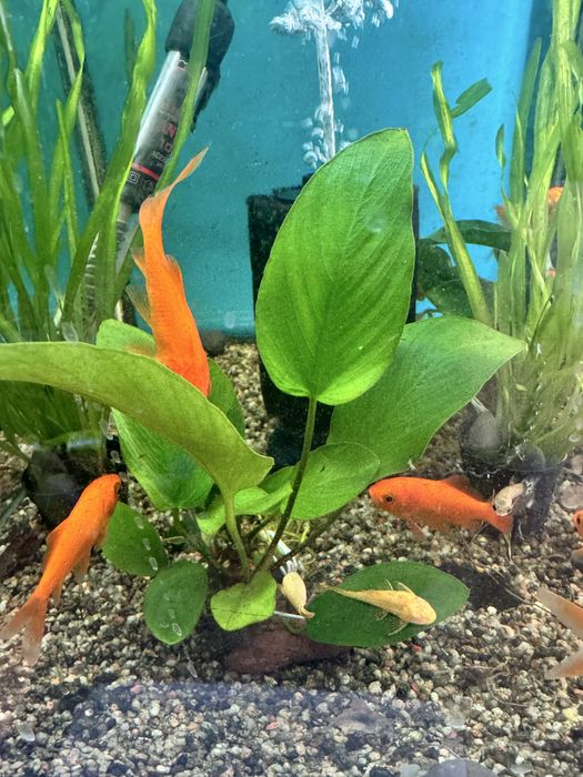 Аквариумное растение Анубиас