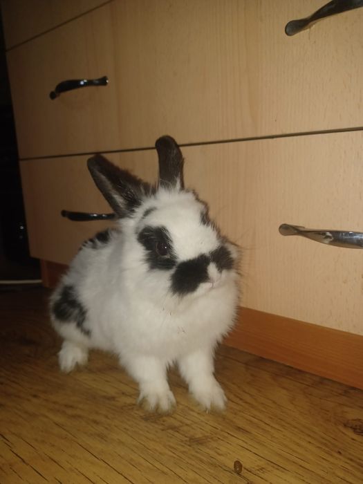 Iepure cap de leu pitic de casă