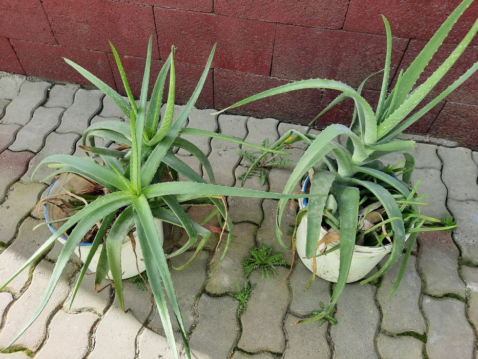 Алоэ лечебные - 5пяти, 7семилетние.