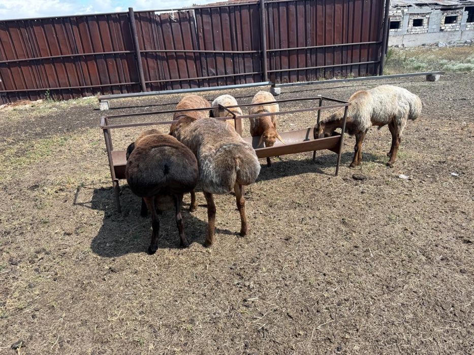 Продам кошкаров арашан породы