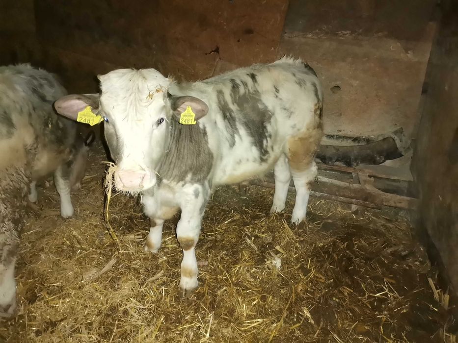 Vitei crescuți pe boxă