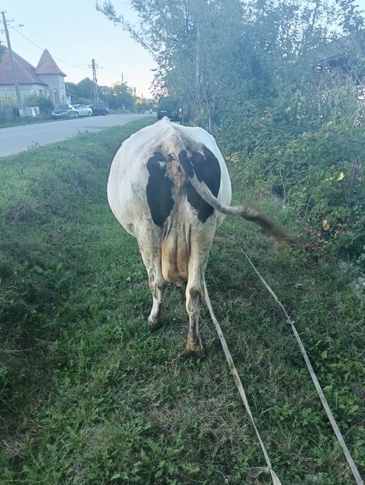 Vaca gestanta in 5 luni