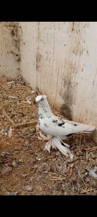 Каптарлар сотилади