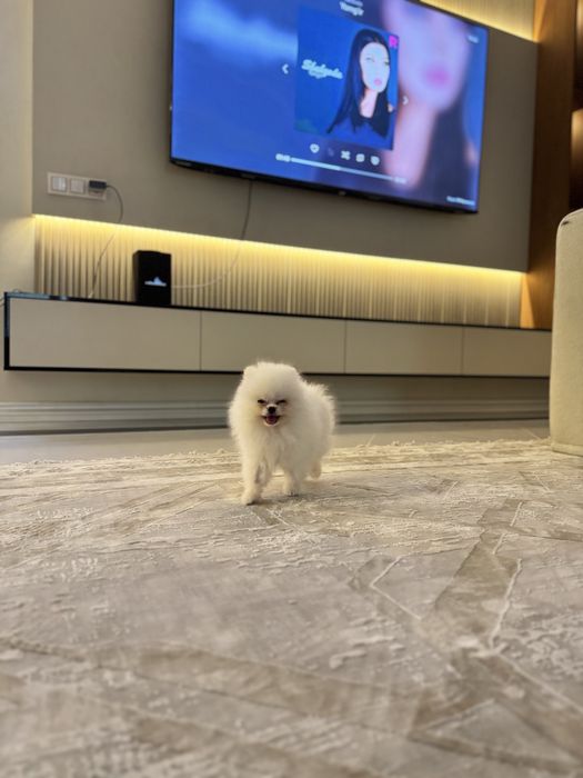 Продается Померанский шпиц мальчик белая пушистая