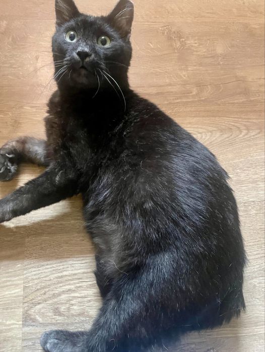 Muc isi cauta familie