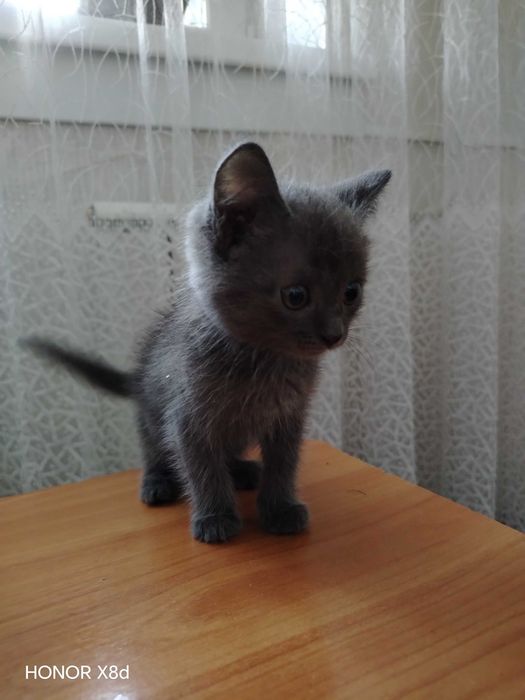 Котенок в добрые руки