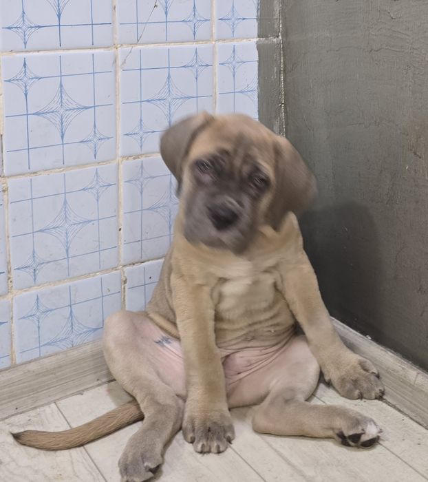 Продаются щенки кане корсо