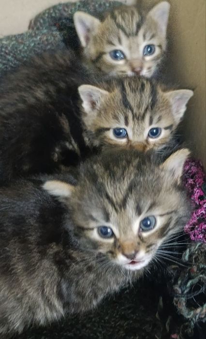 Смешанные котёнки( с бенгал )- отдам даром в добрые руки!
Малышу 1 мес