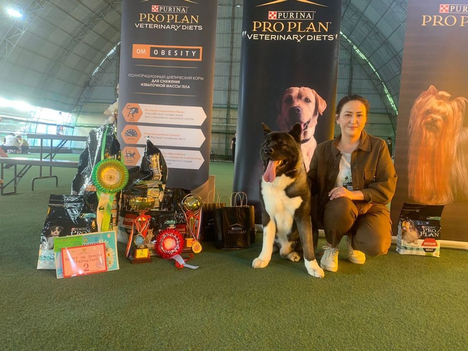 Акита кобель для вязки