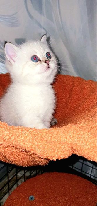 Британский котёнок color point | Мальчик | Отец WCF BRI ns 12 33