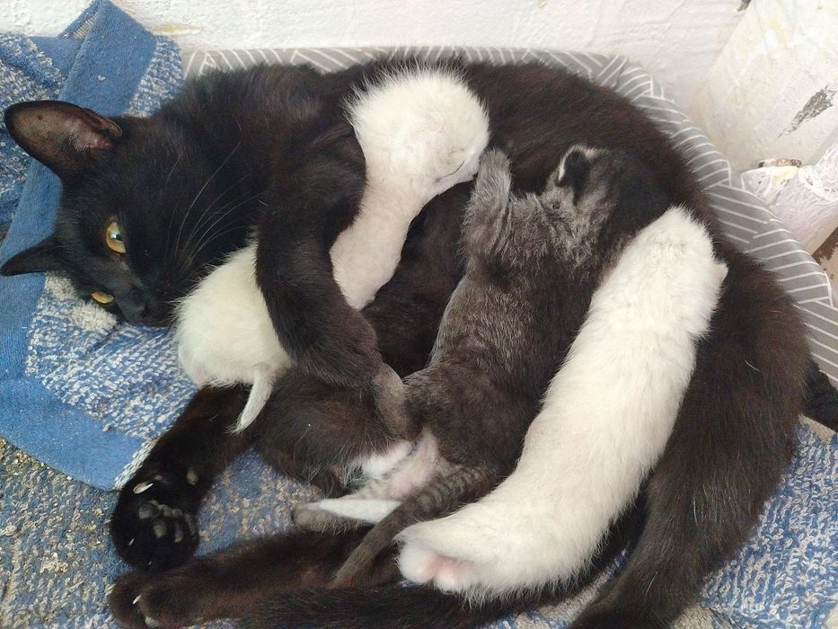 Отдам котят в добрые руки
