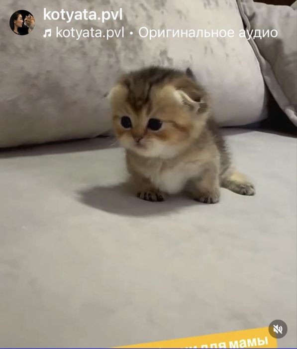 Манчкин коротколапый мальчик