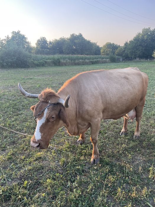 Vand vaca, Bălțată românească,120milioane.