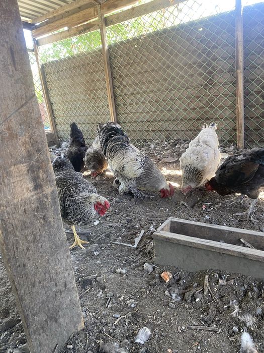 Қораз Әтеш Петух