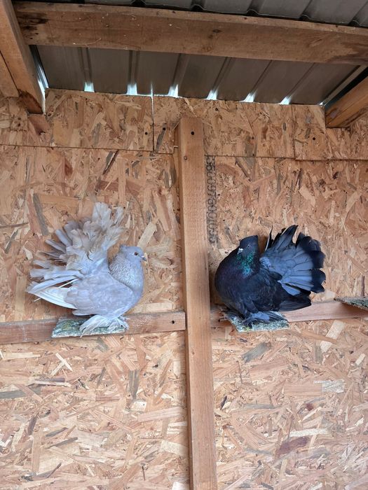 Porumbei voltati indieni