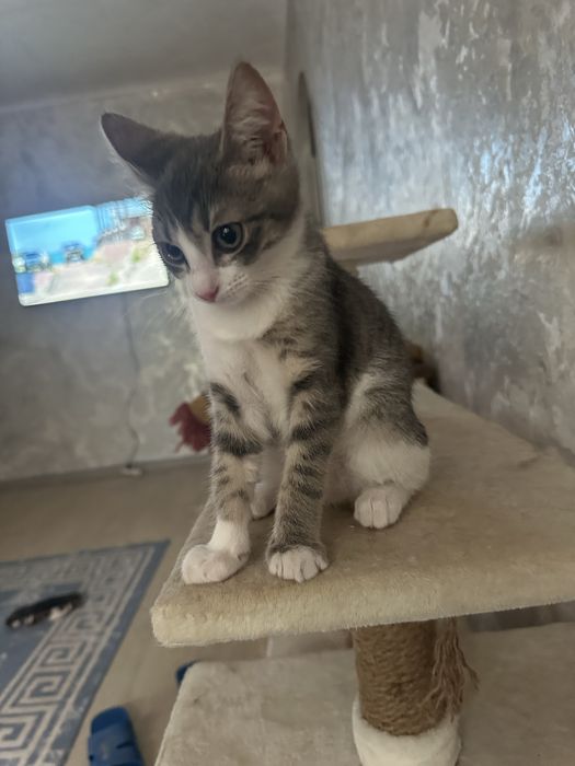 Срочно. Отдам в добрые руки котенка.