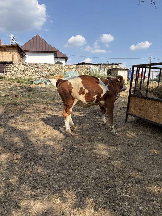 Vitei de vanzare