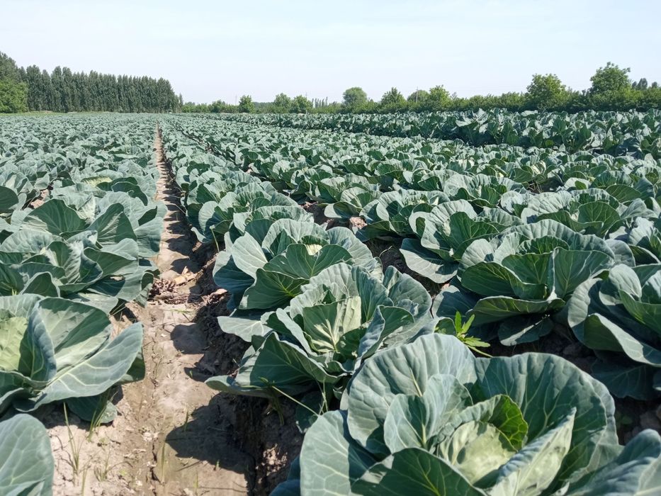 Uchko'prik tumani Tinchlik mahallasida yetishtirilayotgan Karam mahsul