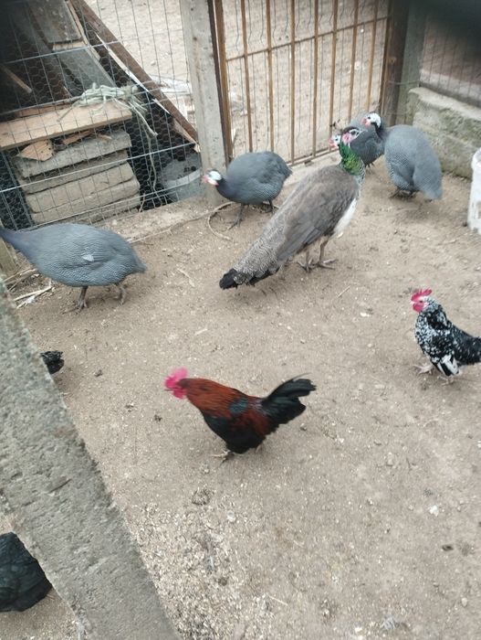 Vând o pereche păuni umăr negru și o pereche standard  2ani