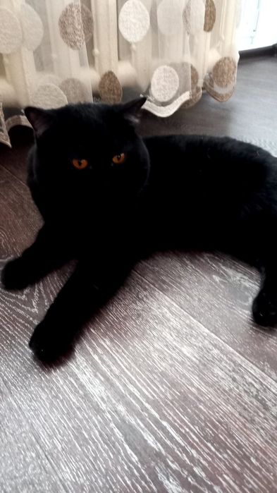 Черный котик с документами