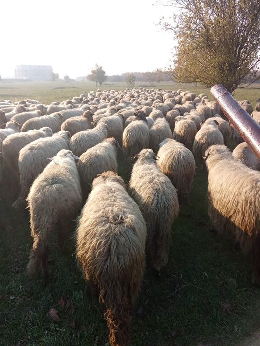 Vând oi țurcane ..….