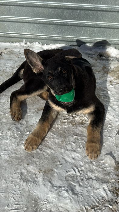 Восточно Европейской Овчарки