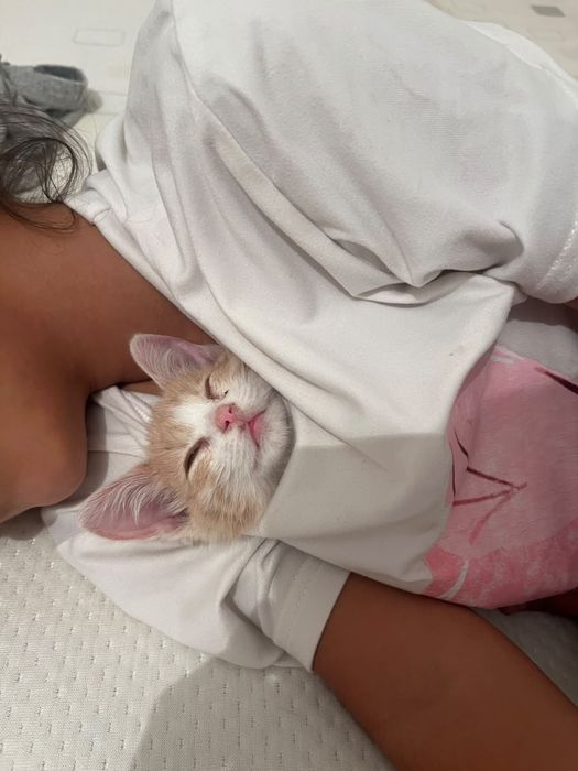 Котенок маленький в добрые руки