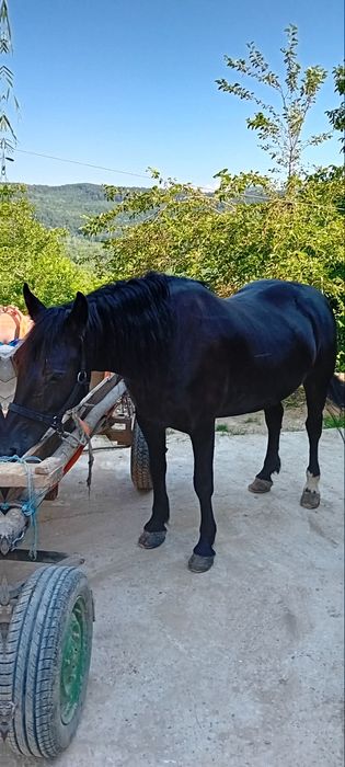 Iapă de vânzaree