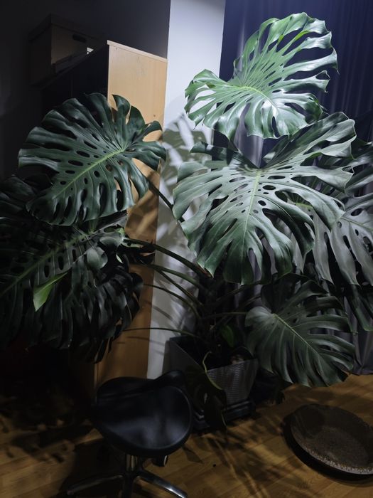 Монстера продам!