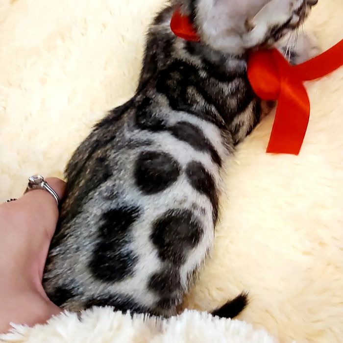 Серебряный Бенгальский Котик