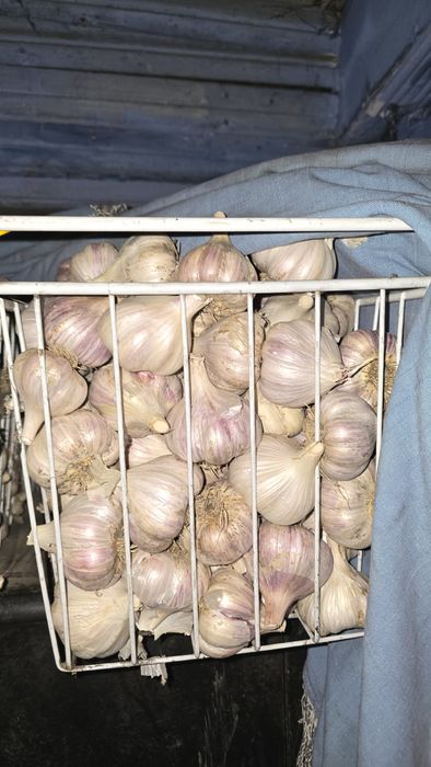 Продаю домашний чеснок