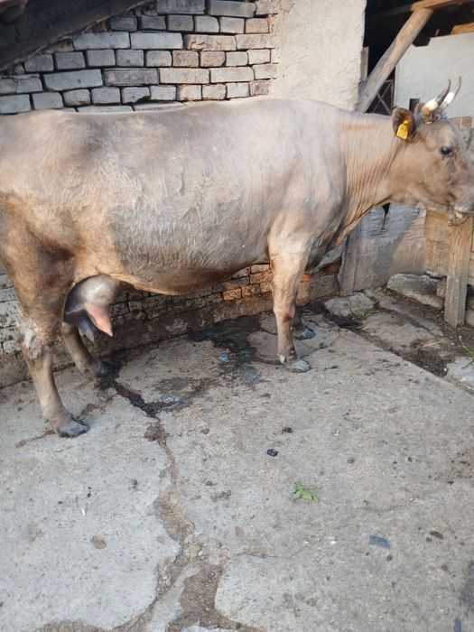 Vaca de vanzare