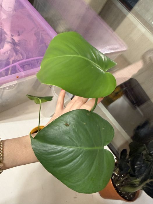 Монстера 2 черенка в горшке