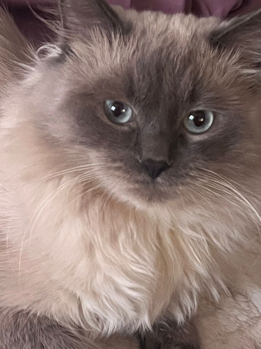 Продается Коотттт