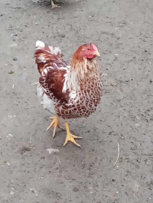 Vând cocoși de wyandotte splash