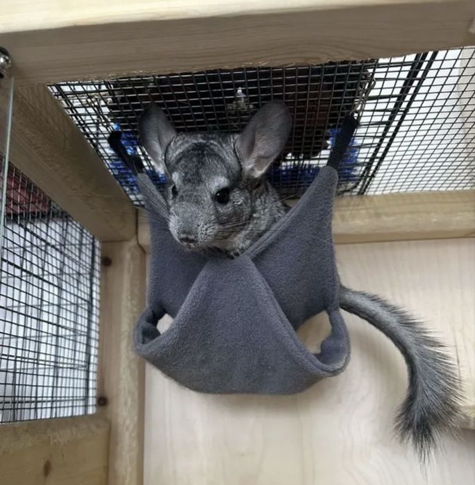 Шиншиллы ручные