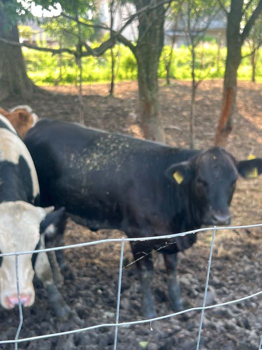 4 vitele , 2 bălțată si 2 angus