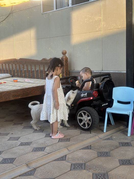 Лабрадор Ретривер Метис