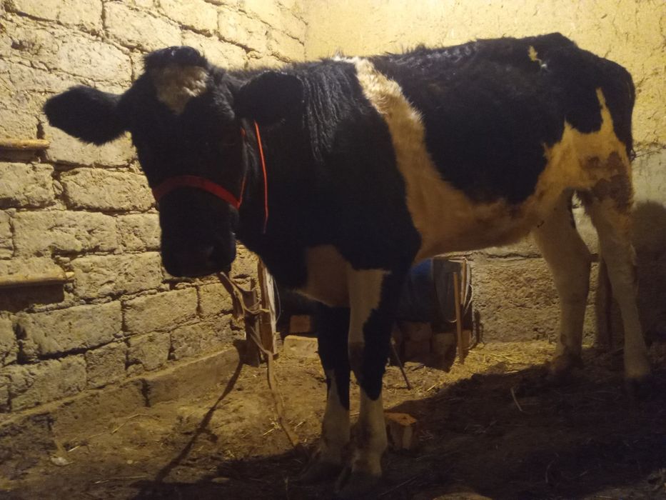 Гольштейн гунажин сотилади