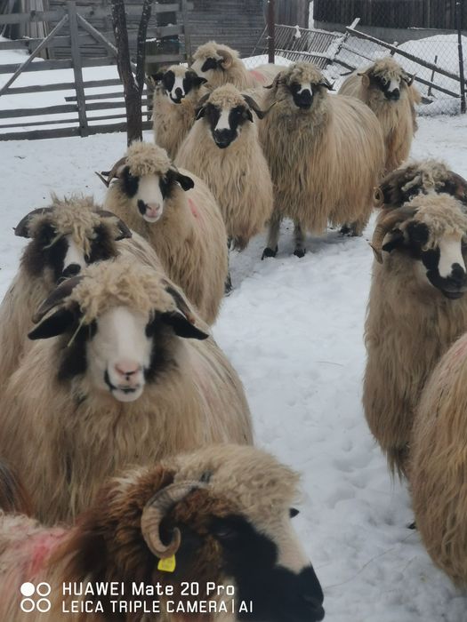 Vând oi breze 30 buc