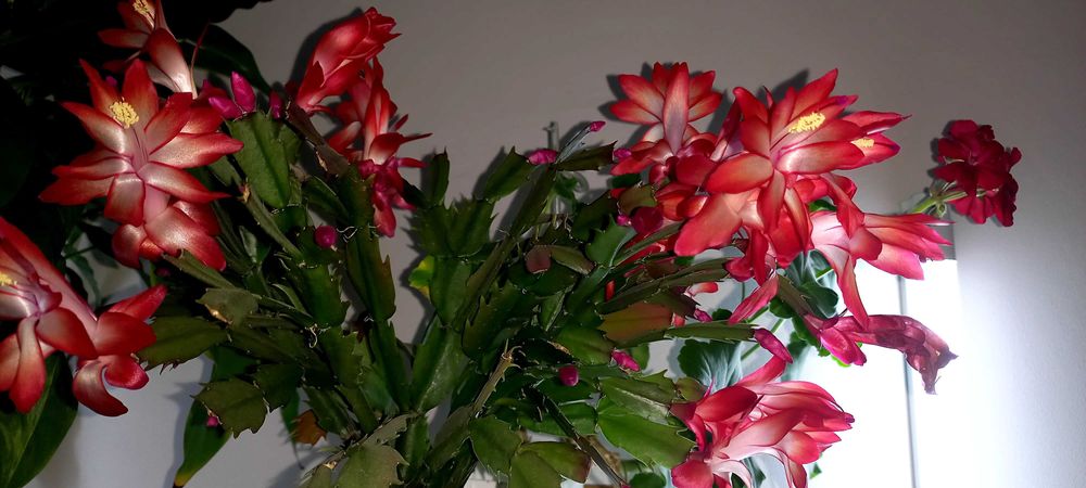 Декабрист (шлюмбергера)