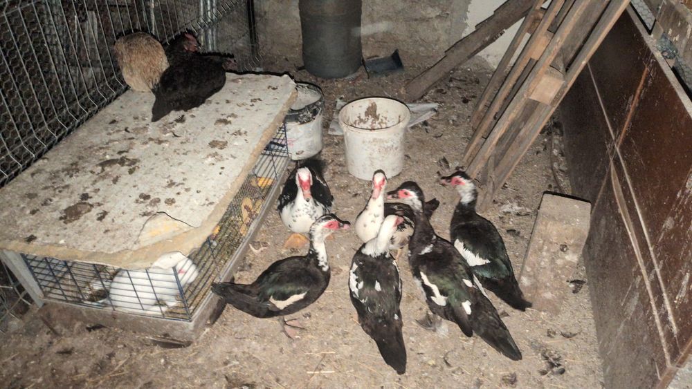De vanzare  gaini pitice rate mute un cocos   gaini de casa SI porumbei